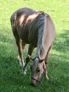 zamek